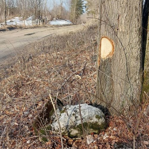 This Sugar Maple near a road allowaqnce was too sweet for a road crew to pass up.